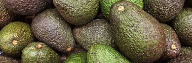Avocat - avocado