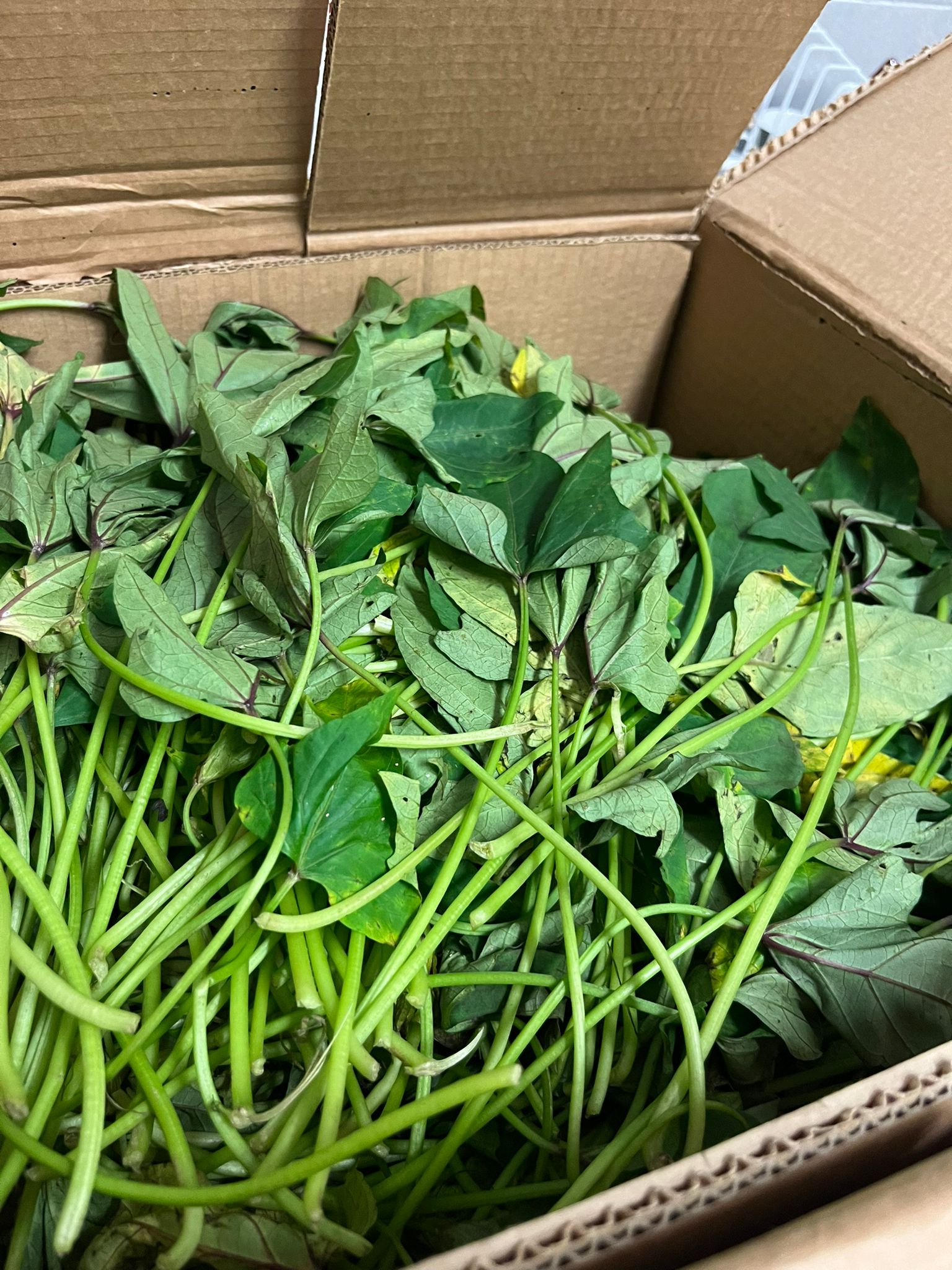 Matembele - feuilles de patates douces